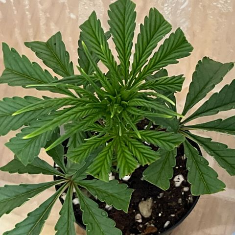 S.N.B  #1 growlog photo: GrowBox und Stecklingsbox kommen gut, Pflanzen machen pro Tag circa 1cm. 

 Stecklinge sind noch am Bewurzeln, ohne jegliche Licht oder Trockenschäden. 