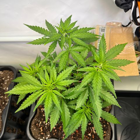 S.N.B  #1 growlog timeline photo