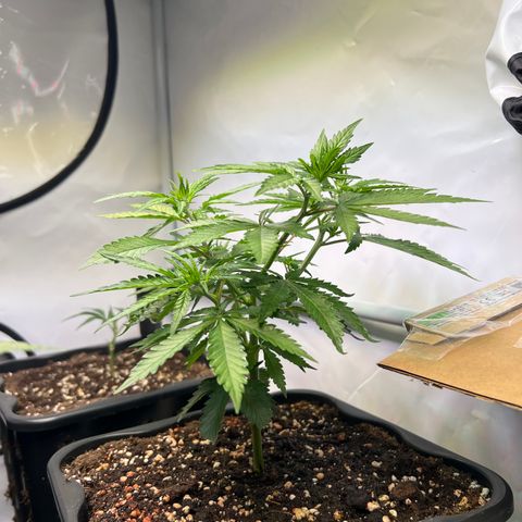S.N.B  #1 growlog timeline photo