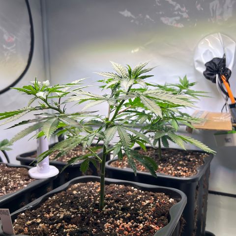 S.N.B  #1 growlog timeline photo