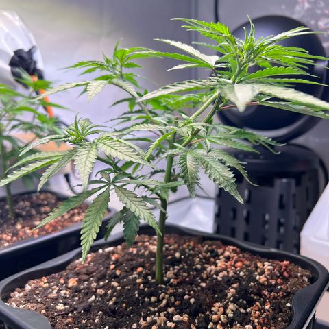 S.N.B  #1 growlog timeline photo
