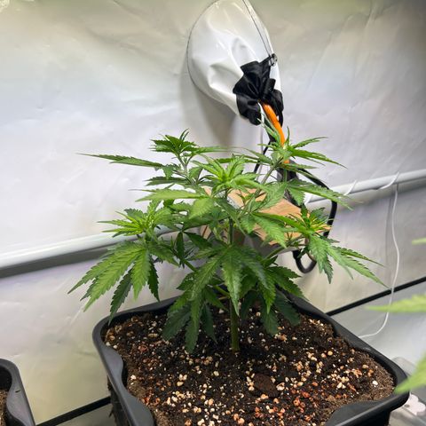 S.N.B  #1 growlog timeline photo