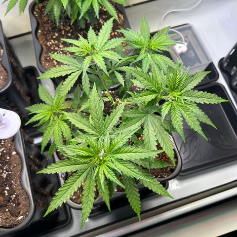 S.N.B  #1 growlog timeline photo