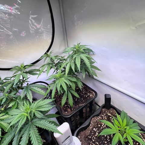 S.N.B  #1 growlog timeline photo