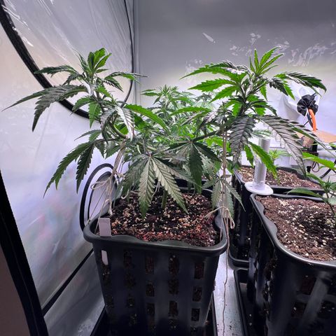 S.N.B  #1 growlog timeline photo