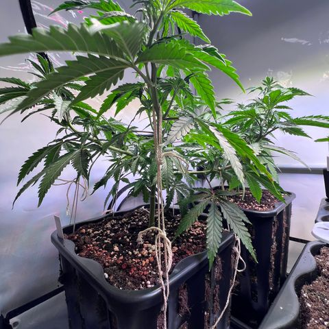 S.N.B  #1 growlog timeline photo