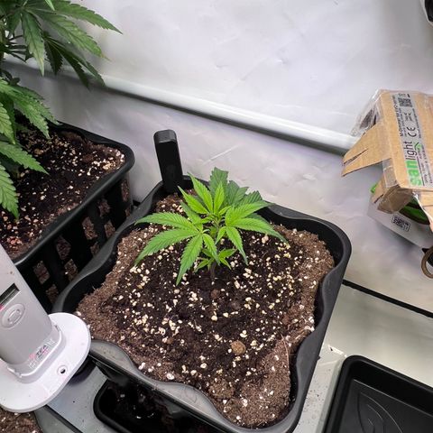 S.N.B  #1 growlog timeline photo