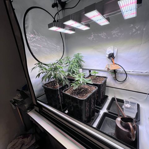 S.N.B  #1 growlog timeline photo