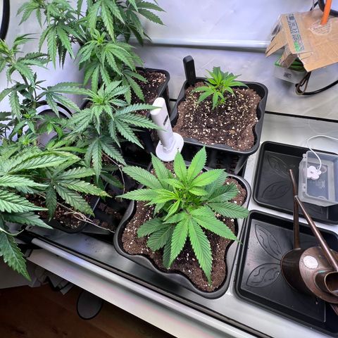 S.N.B  #1 growlog timeline photo