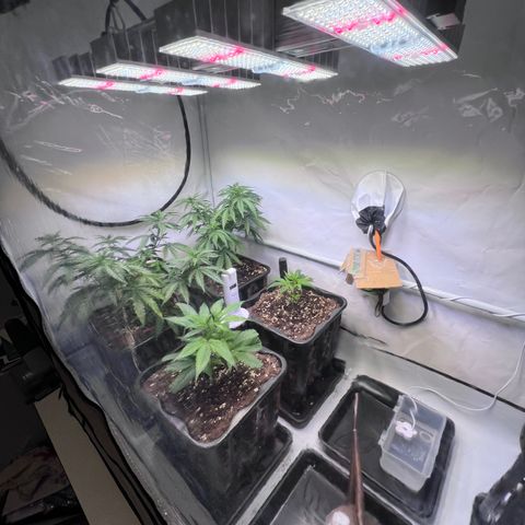 S.N.B  #1 growlog timeline photo