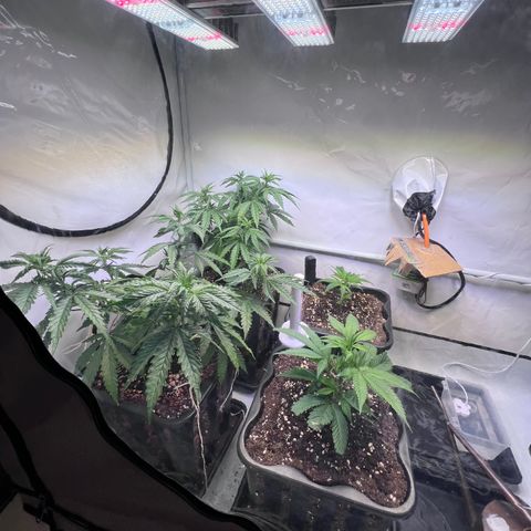 S.N.B  #1 growlog timeline photo