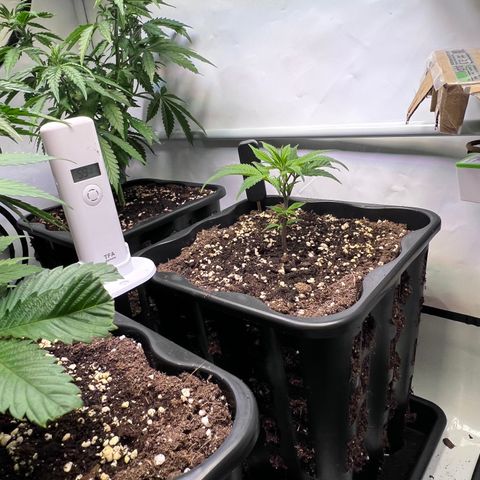 S.N.B  #1 growlog timeline photo