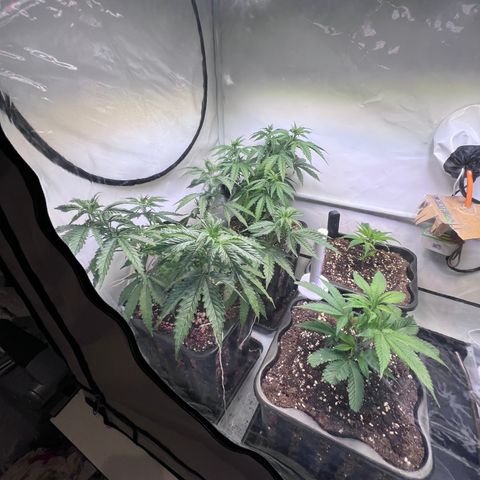 S.N.B  #1 growlog timeline photo