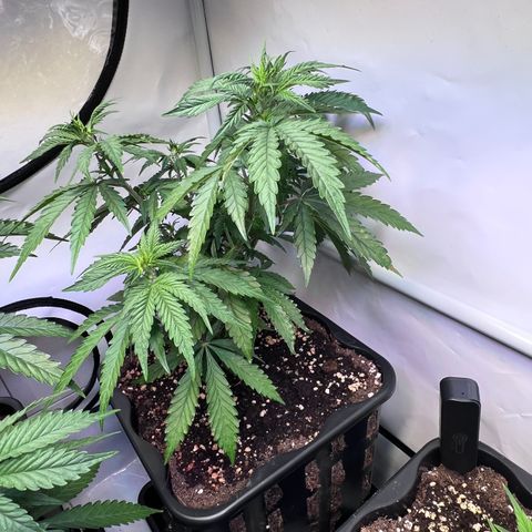 S.N.B  #1 growlog timeline photo