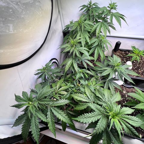 S.N.B  #1 growlog timeline photo