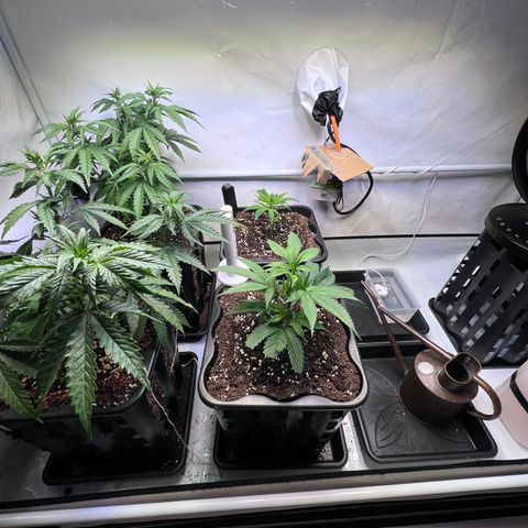 S.N.B  #1 growlog timeline photo