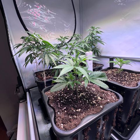 S.N.B  #1 growlog timeline photo