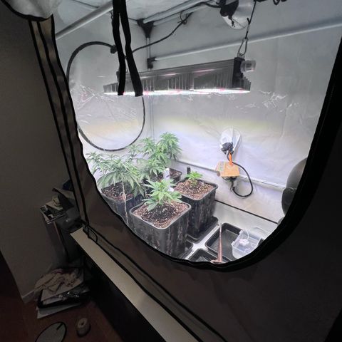 S.N.B  #1 growlog timeline photo