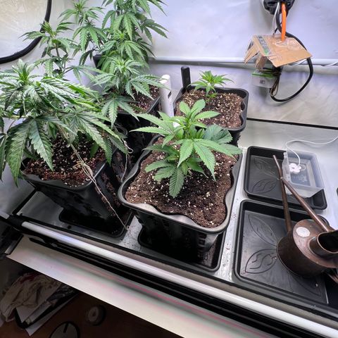 S.N.B  #1 growlog timeline photo