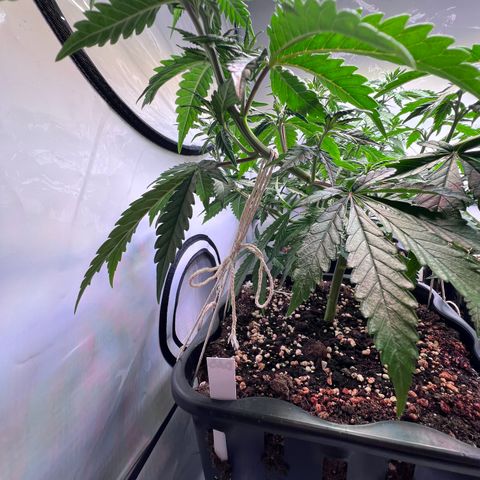 S.N.B  #1 growlog timeline photo