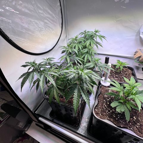 S.N.B  #1 growlog timeline photo