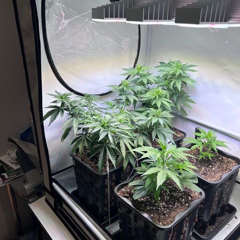S.N.B  #1 growlog photo: Extremes Wachstum bis 5cm