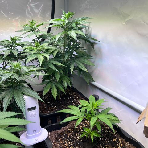 S.N.B  #1 growlog photo: Extremes Wachstum bis 5cm