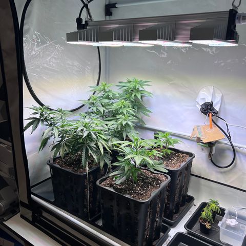 S.N.B  #1 growlog photo: Extremes Wachstum bis 5cm