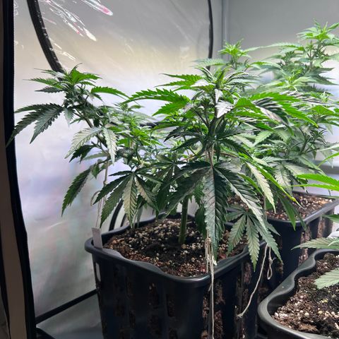 S.N.B  #1 growlog photo: Extremes Wachstum bis 5cm