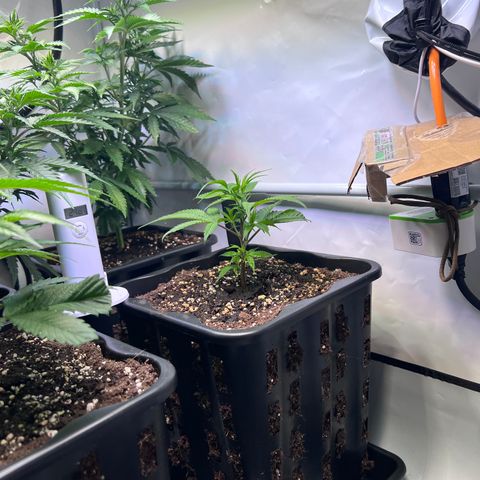 S.N.B  #1 growlog photo: Extremes Wachstum bis 5cm