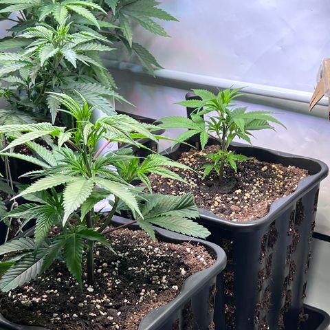 S.N.B  #1 growlog timeline photo