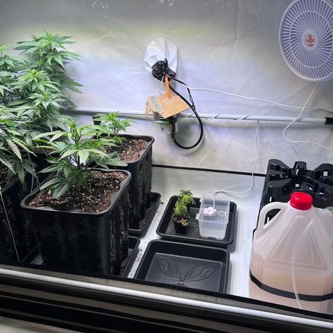 S.N.B  #1 growlog timeline photo