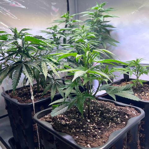 S.N.B  #1 growlog timeline photo