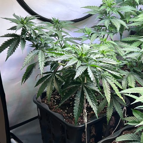 S.N.B  #1 growlog timeline photo