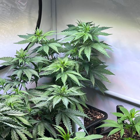 S.N.B  #1 growlog timeline photo