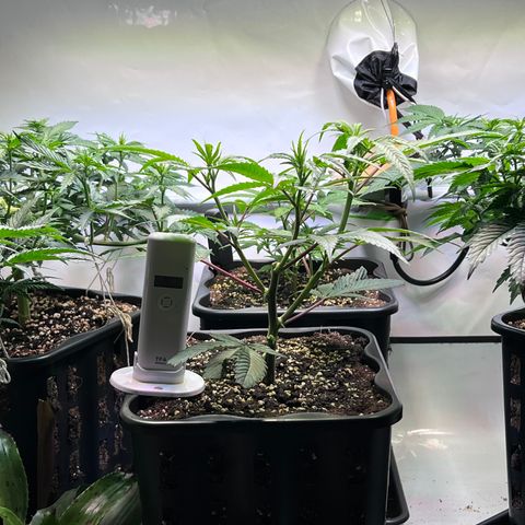 S.N.B  #1 growlog timeline photo