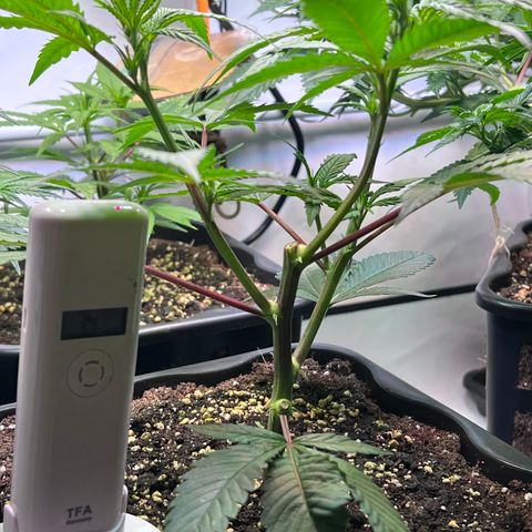 S.N.B  #1 growlog timeline photo