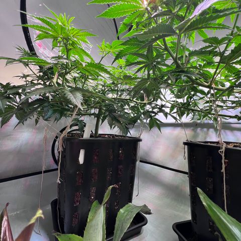 S.N.B  #1 growlog photo: Wachsen bis 5cm pro Tag