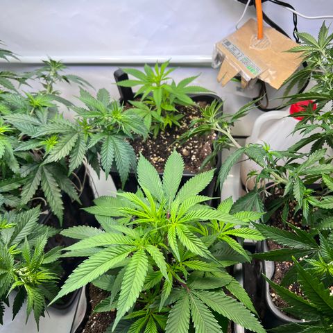 S.N.B  #1 growlog timeline photo