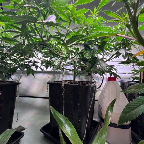 S.N.B  #1 growlog photo: Wachsen bis 5cm pro Tag