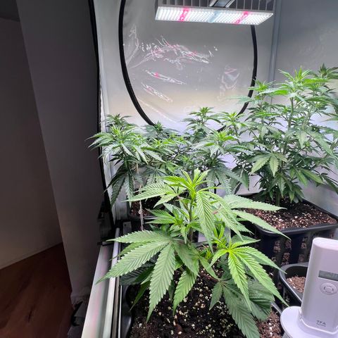 S.N.B  #1 growlog timeline photo