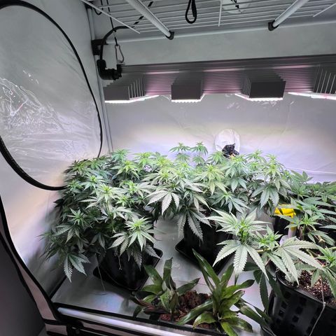 S.N.B  #1 growlog timeline photo