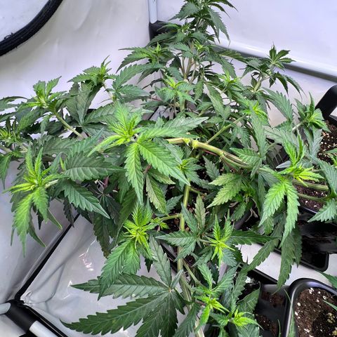 S.N.B  #1 growlog timeline photo