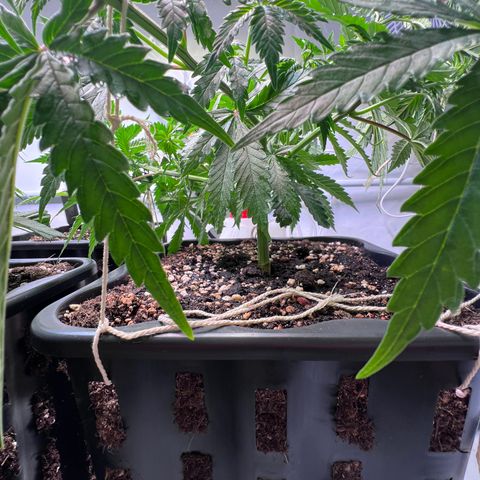 S.N.B  #1 growlog timeline photo