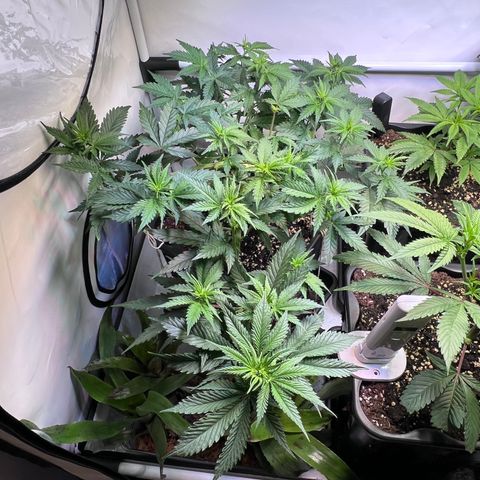 S.N.B  #1 growlog timeline photo