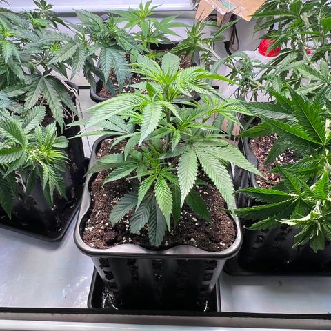 S.N.B  #1 growlog timeline photo
