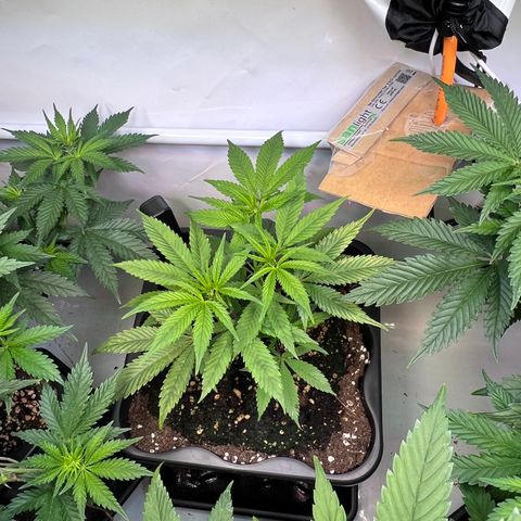 S.N.B  #1 growlog timeline photo