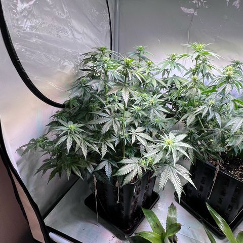 S.N.B  #1 growlog timeline photo