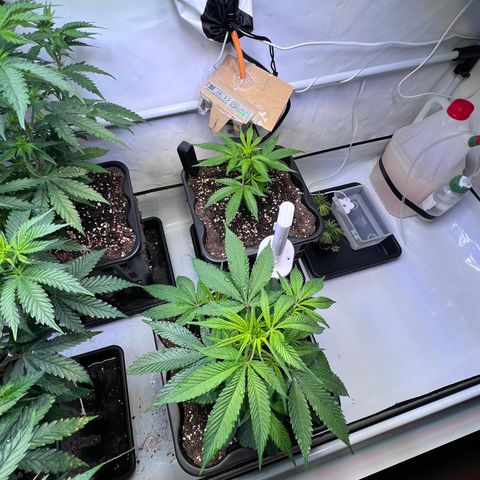 S.N.B  #1 growlog timeline photo