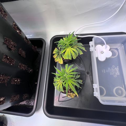S.N.B  #1 growlog timeline photo